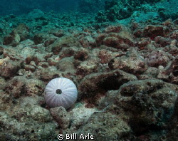 Urchin shell.  Big Island, Hawaii. by Bill Arle 